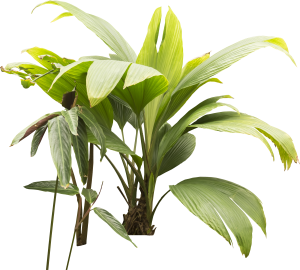 ModernPlant Leaves