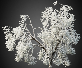 Modern Tree-ID:285697943