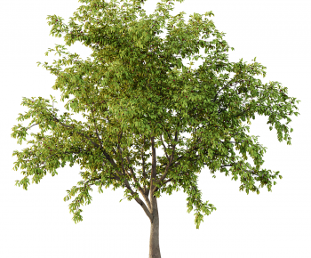 Modern Tree-ID:320343028