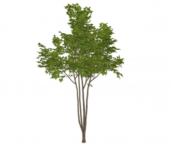 Modern Tree-ID:685053112