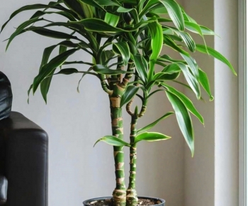 Modern Ground Green Plant Potted Plants-ID:323546891