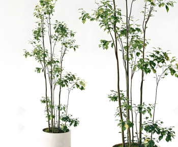 Modern Ground Green Plant Potted Plants-ID:778800964