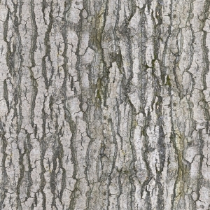 ModernBark Texture