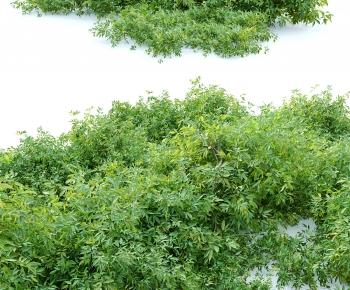 Modern Shrubbery-ID:402430061