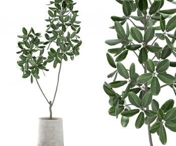 Modern Ground Green Plant Potted Plants-ID:975184924