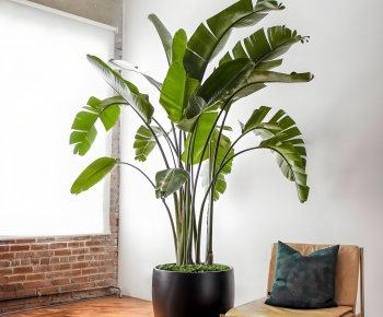 Modern Ground Green Plant Potted Plants-ID:352085119