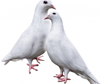 Modern Flying Animals-ID:676783086