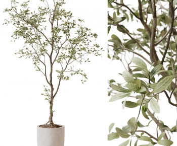 Modern Ground Green Plant Potted Plants-ID:168315894