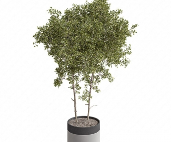 Modern Ground Green Plant Potted Plants-ID:183590891