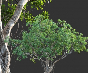 Modern Tree-ID:579811105