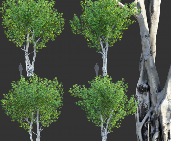 Modern Tree-ID:814083105