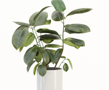 Modern Potted Green Plant-ID:808229427