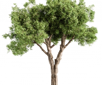 Modern Tree-ID:699105989
