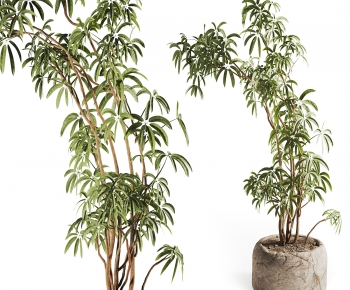 Modern Ground Green Plant Potted Plants-ID:977303986