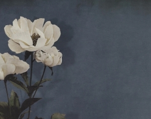 ModernAnimal And Plant Pattern Wallpaper