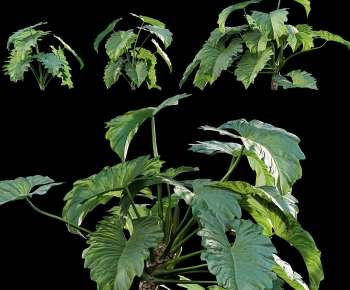 Modern Shrubbery-ID:995206125