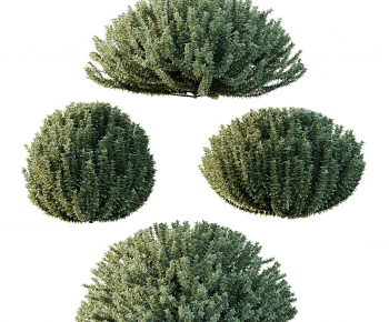 Modern Shrubbery-ID:357177975