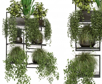 Modern Chlorophytum Comosum-ID:779114015