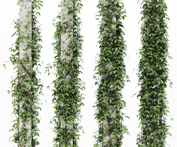 Modern Vine-ID:299376011