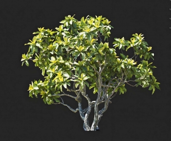 Modern Tree-ID:262160333