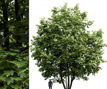 Modern Tree-ID:823273901