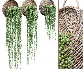 Modern Chlorophytum Comosum-ID:249049722