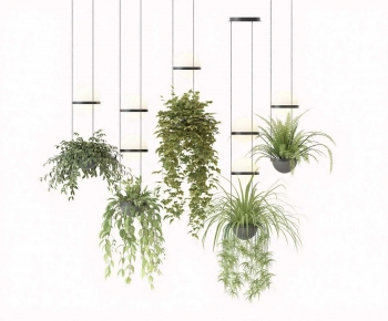 Modern Chlorophytum Comosum-ID:719877967