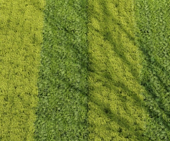 Modern The Grass-ID:544727099