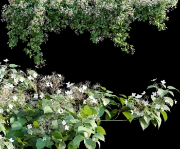 Modern Chlorophytum Comosum-ID:914879082