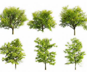 Modern Tree-ID:894567018