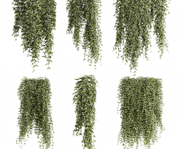 Modern Chlorophytum Comosum-ID:107953076