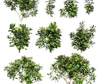 Modern Shrubbery-ID:593302015