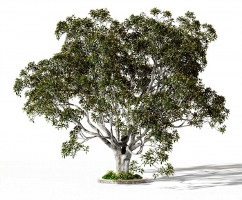 Modern Tree-ID:591284999