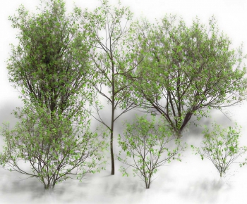 Modern Tree-ID:435621983