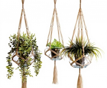 Modern Chlorophytum Comosum-ID:609762917