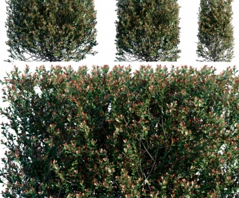 Modern Shrubbery-ID:406847959