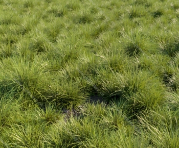 Modern The Grass-ID:749562039