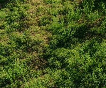 Modern The Grass-ID:254034043