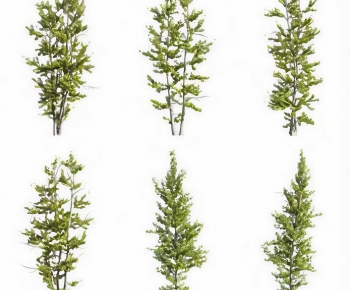 Modern Tree-ID:581359912