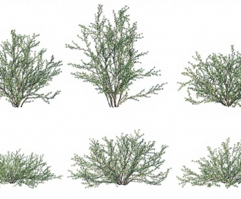 Modern Shrubbery-ID:491805082