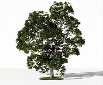 Modern Tree-ID:441112049