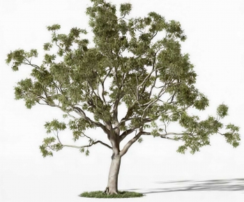 Modern Tree-ID:920073039