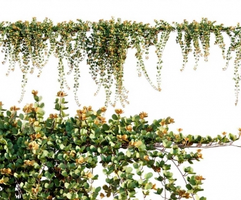 Modern Vine-ID:457653054