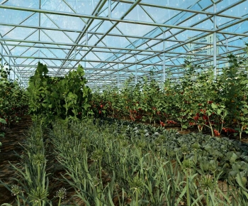 Modern Crop-ID:991079094