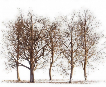 Modern Tree-ID:591094024