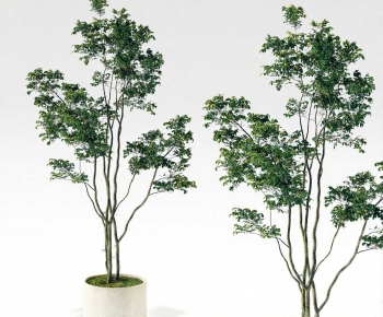 Modern Potted Green Plant-ID:262861016