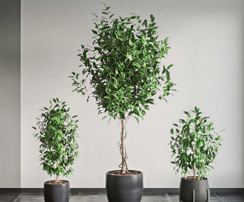 Modern Ground Green Plant Potted Plants-ID:708000725