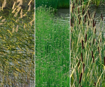 Modern Aquatic Green Plant-ID:279659036