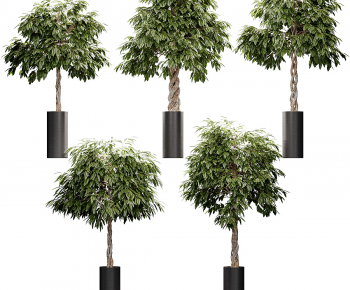 Modern Ground Green Plant Potted Plants-ID:239204886