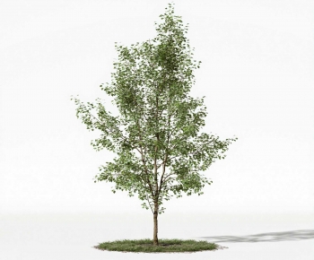 Modern Tree-ID:989149096